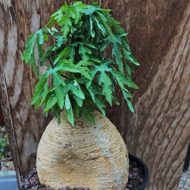 Adenia metamorpha - Whish list pentru viata urmatoare2