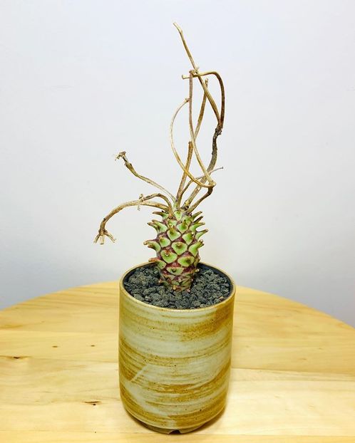 Euphorbia longituberculosa - Vase - aranjamente - accesorii