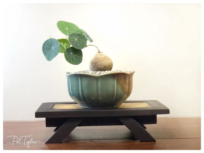 Stepfania suberosa - Vase - aranjamente - accesorii