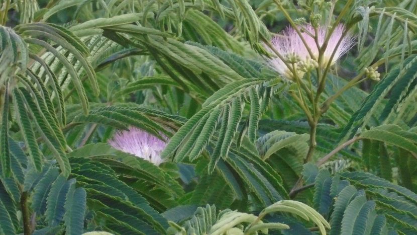 Albizia julibrissin - r Vara 2020-2021-2022-2023