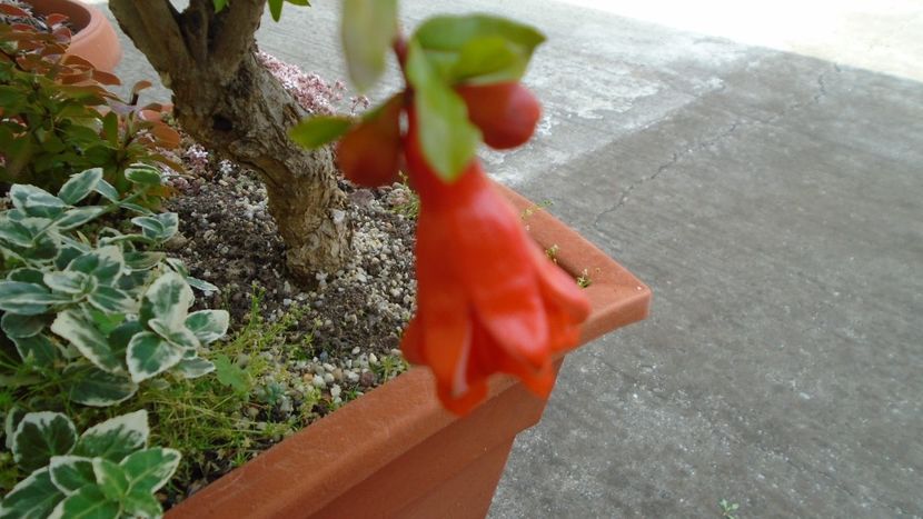 Rodiu (Punica granatum), flori - r Vara 2020-2021-2022-2023