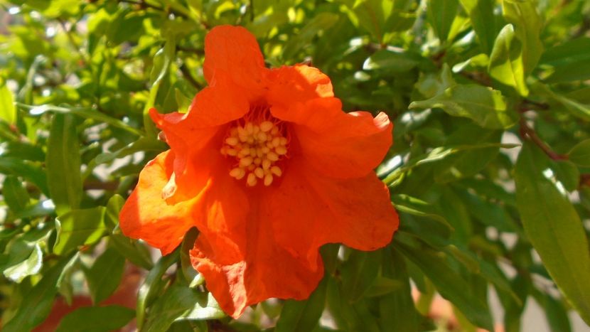 Rodiu (Punica granatum), flori - r Vara 2020-2021-2022-2023