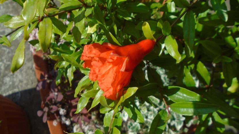 Rodiu (Punica granatum), flori - r Vara 2020-2021-2022-2023