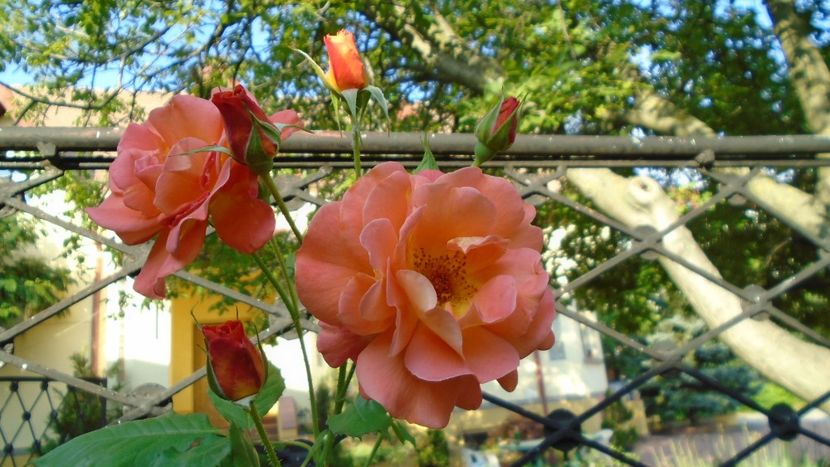 Trandafiri - r Vara 2020-2021-2022-2023