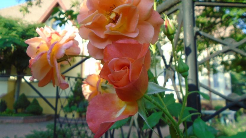 Trandafiri - r Vara 2020-2021-2022-2023