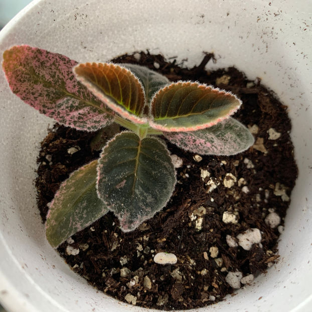  - Plante de interior 2020