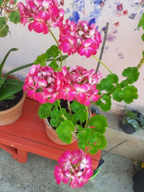 IMG-20200628-WA0016 - Geraldine2020