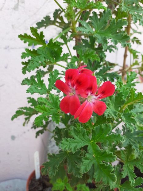 IMG-20200628-WA0020 - Call Robin 2020