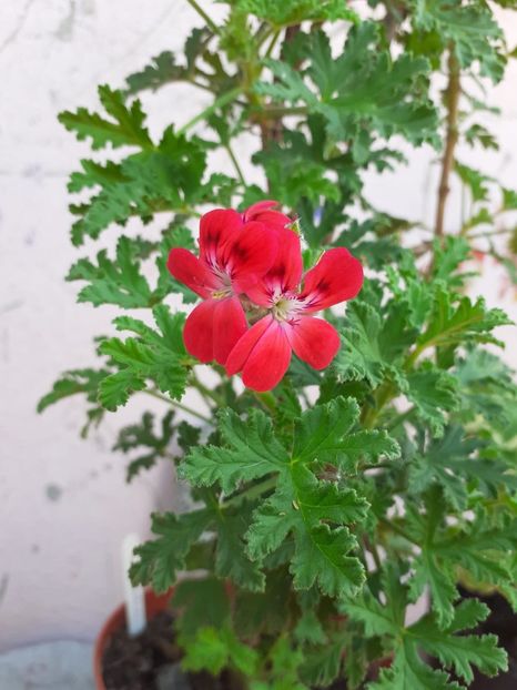 IMG-20200628-WA0019 - Call Robin 2020