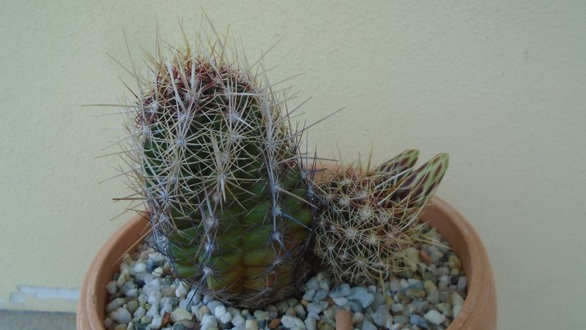 Thelocactus bicolor ssp. pottsii - Cactusi 2020 evolutie primavara