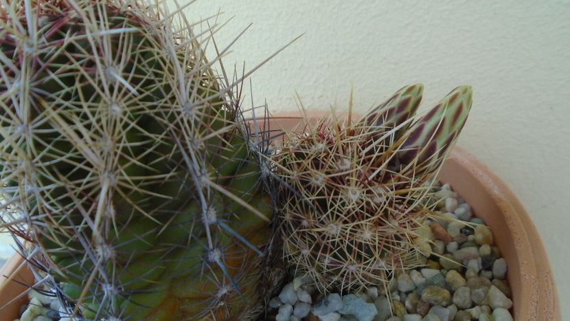 Thelocactus bicolor ssp. pottsii - Cactusi 2020 evolutie primavara