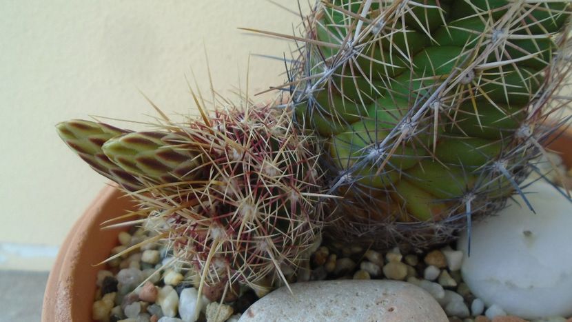 Thelocactus bicolor ssp. pottsii - Cactusi 2020 evolutie primavara
