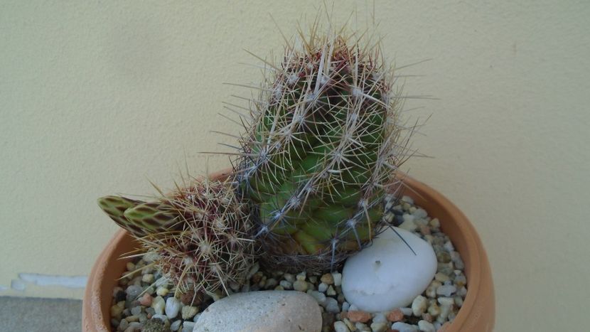Thelocactus bicolor ssp. pottsii - Cactusi 2020 evolutie primavara