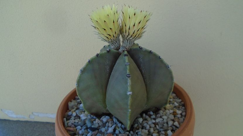 Astrophytum miriostigma - Cactusi 2020 evolutie primavara