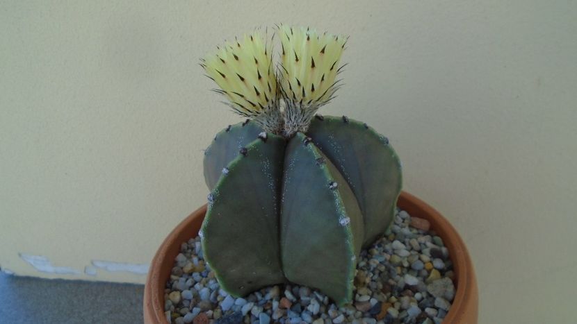 Astrophytum miriostigma - Cactusi 2020 evolutie primavara