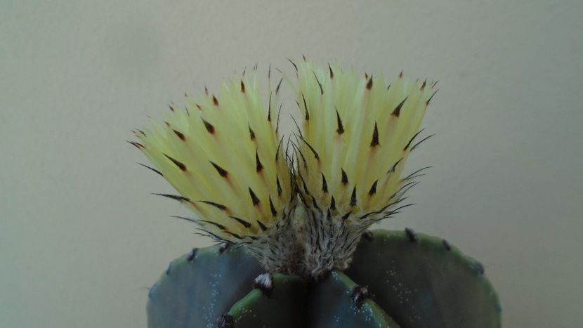 Astrophytum miriostigma - Cactusi 2020 evolutie primavara
