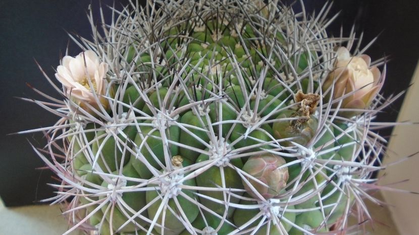 Gymnocalycium saglionis - Cactusi 2020 Gymnocalycium