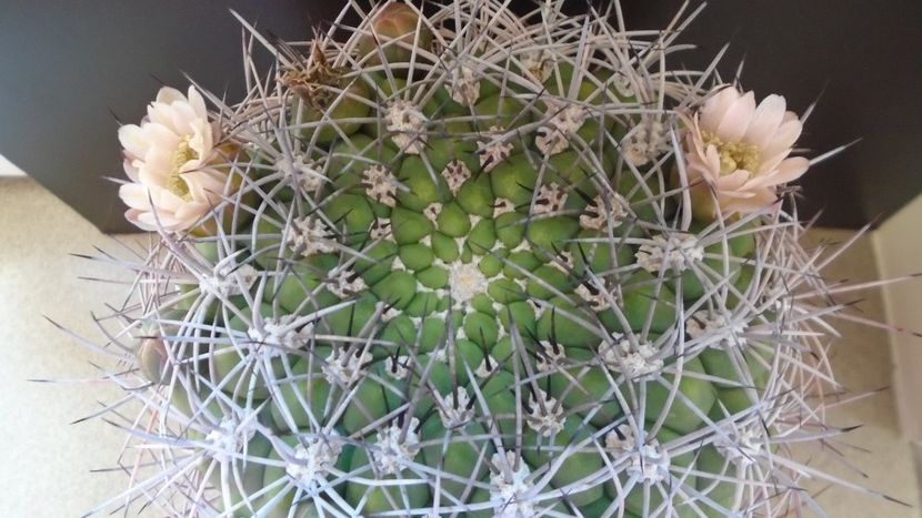 Gymnocalycium saglionis - Cactusi 2020 Gymnocalycium