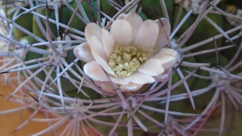 Gymnocalycium saglionis - Cactusi 2020 Gymnocalycium