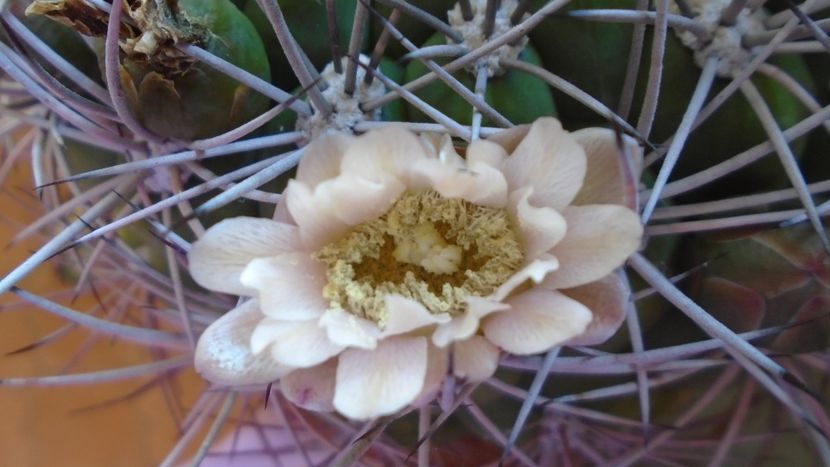 Gymnocalycium saglionis - Cactusi 2020 Gymnocalycium