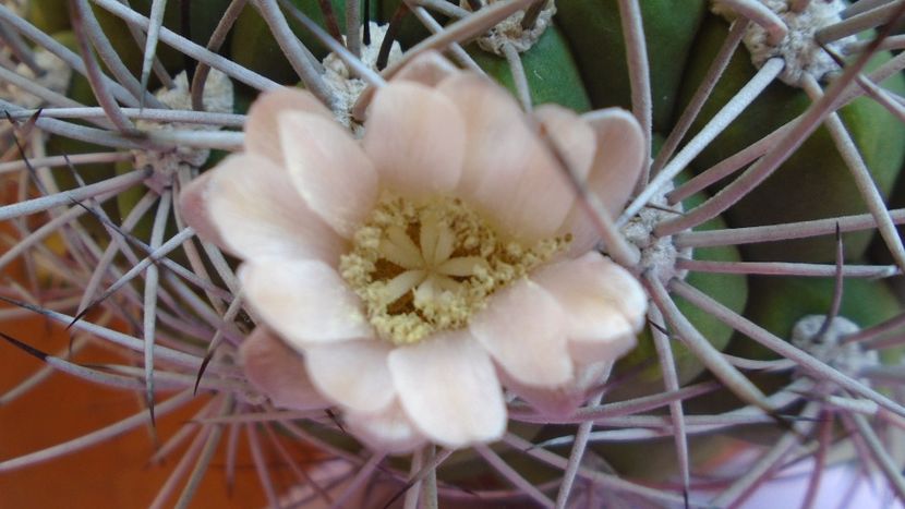 Gymnocalycium saglionis - Cactusi 2020 Gymnocalycium