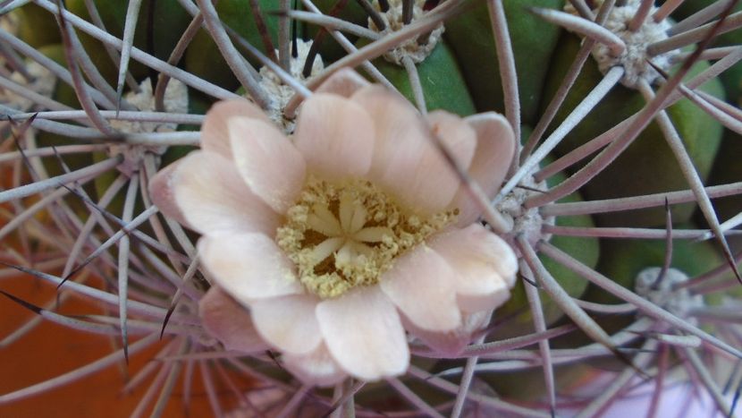 Gymnocalycium saglionis - Cactusi 2020 Gymnocalycium