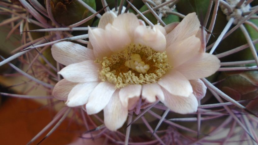 Gymnocalycium saglionis - Cactusi 2020 Gymnocalycium