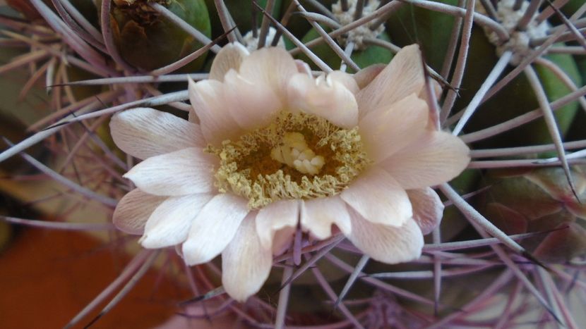 Gymnocalycium saglionis - Cactusi 2020 Gymnocalycium
