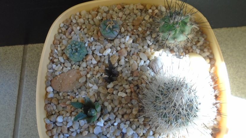 Grup de 6 cactusi - Cactusi 2020 evolutie vara