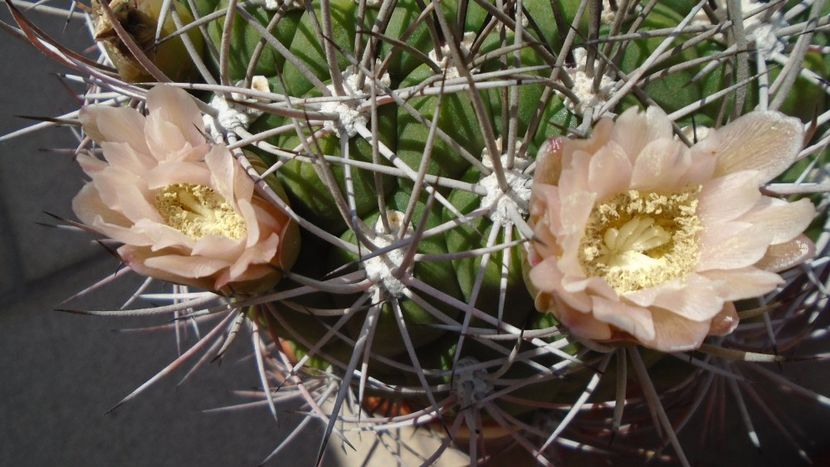 Gymnocalycium saglionis - Cactusi 2020 Gymnocalycium