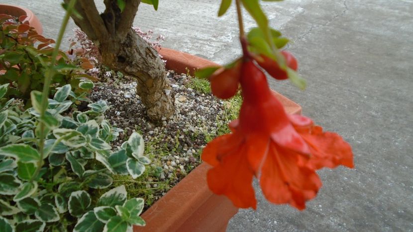 Rodiu (Punica granatum), flori - r Vara 2020-2021-2022-2023