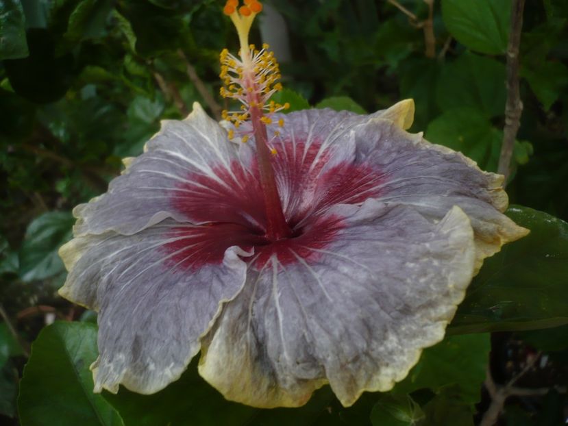 30.06.2020 - HIBISCUSI 2020-1