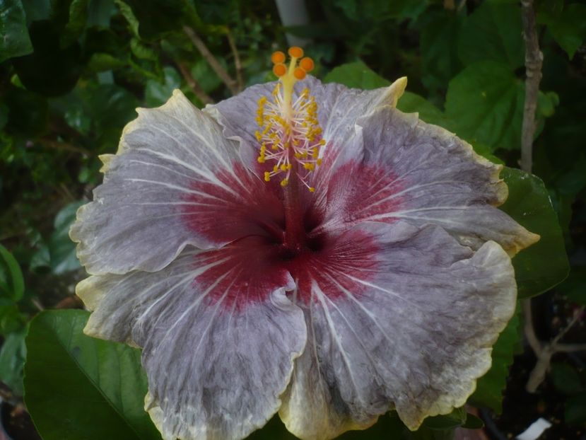 P1440655 - HIBISCUSI 2020-1