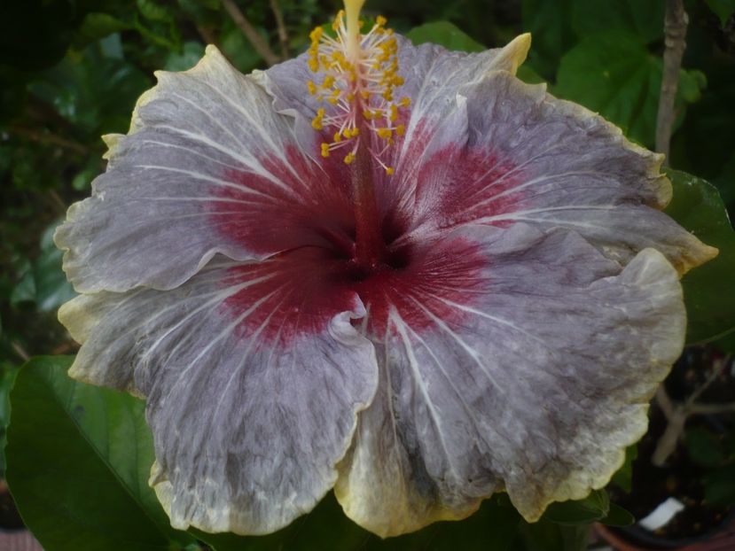 P1440656 - HIBISCUSI 2020-1