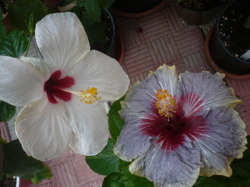 P1440657 - HIBISCUSI 2020-1