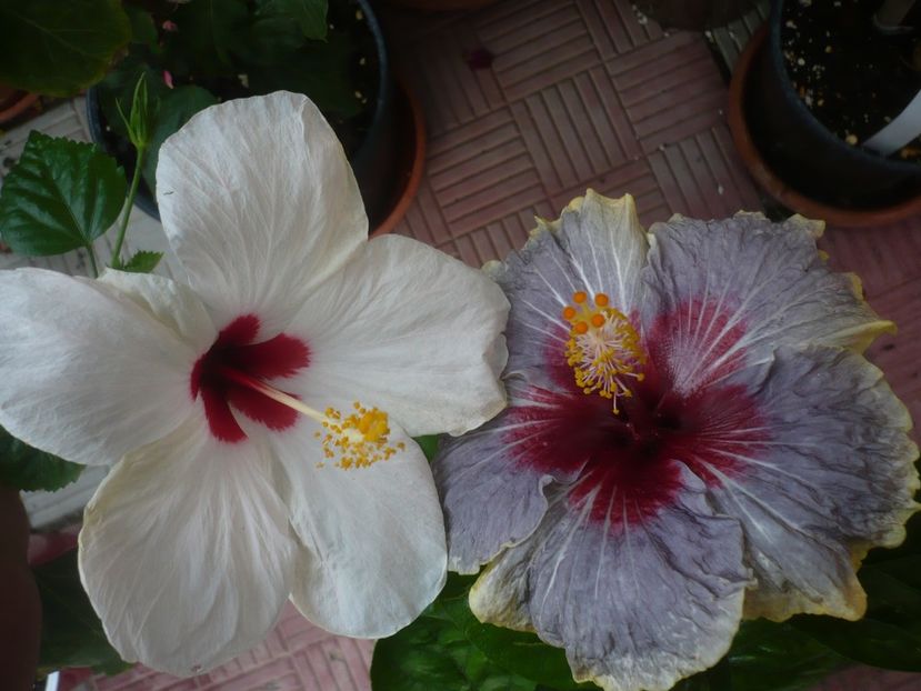 P1440658 - HIBISCUSI 2020-1