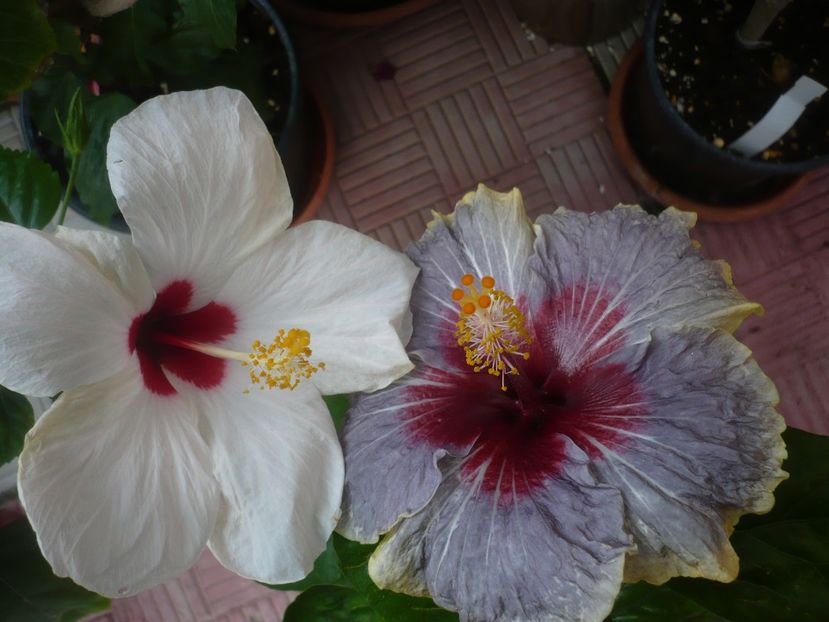 P1440659 - HIBISCUSI 2020-1