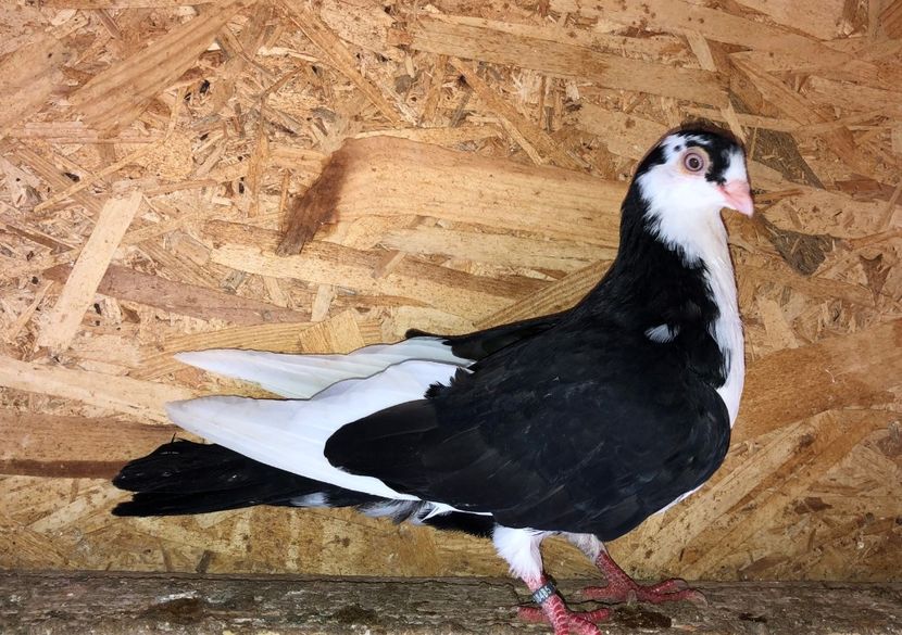 8485  mascul  2020_3 - tineret 2020