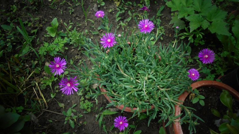 Lampranthus,floarea de pranz - Culori 2020