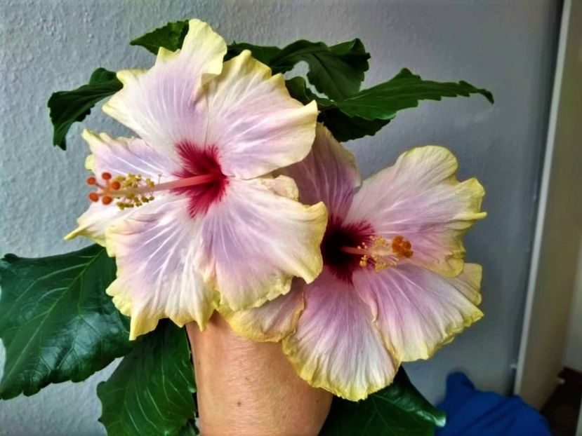  - Hibiscus din seminte 2020-2021