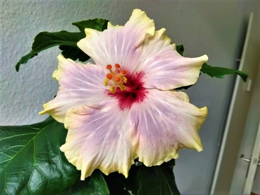  - Hibiscus din seminte 2020-2021