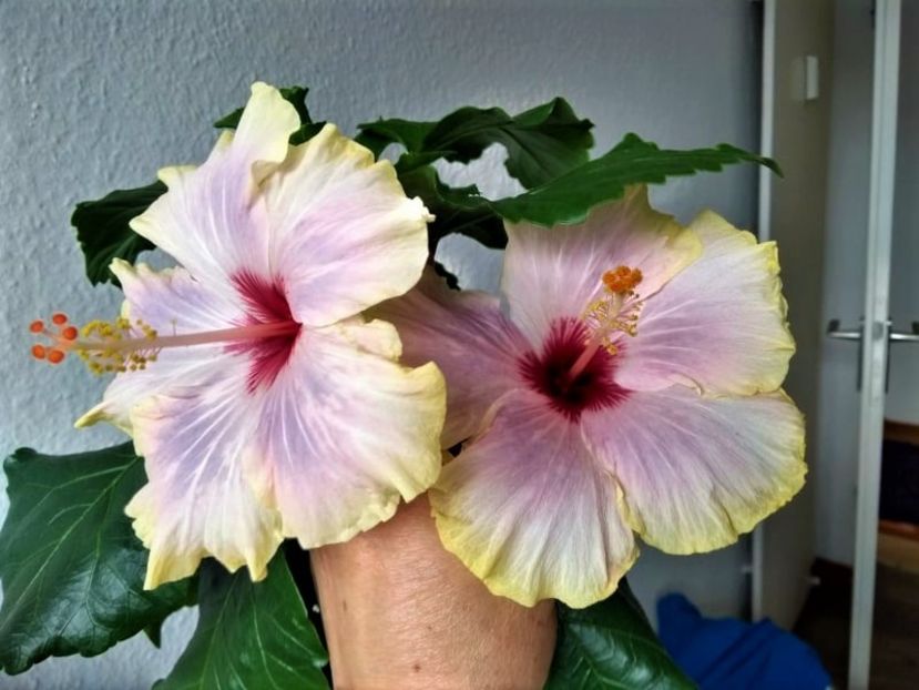  - Hibiscus din seminte 2020-2021