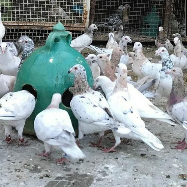  - NU AMI APARTIN 2020