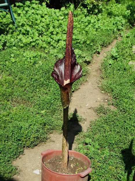  - Amorphophallus Konjac