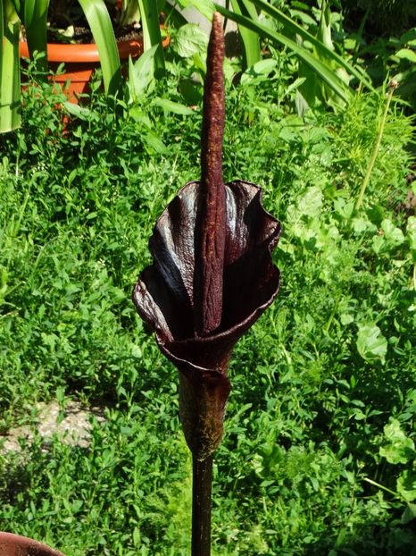 - Amorphophallus Konjac