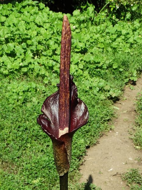  - Amorphophallus Konjac