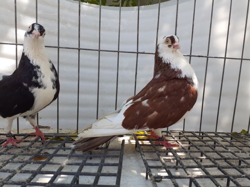  - 4-Jucatori de Galati