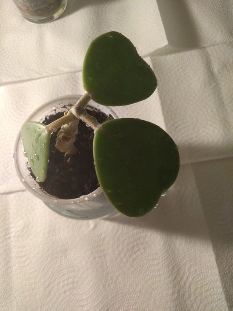 Hoya kerrii - Disponibil hoya