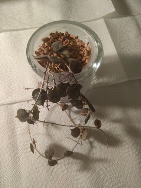 Hoya curtissii - Disponibil hoya
