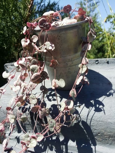  - plantutele mele